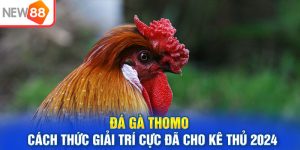 Đá Gà Thomo - Cách Thức Giải Trí Cực Đã Cho Kê Thủ 2024