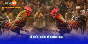 Gà Khét – Giống Kê Huyền Thoại Được Ưa Chuộng 2025