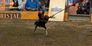 Đá Gà Peru Loại Hình Thi Đấu Đẳng Cấp Mọi Thời Đại 2025